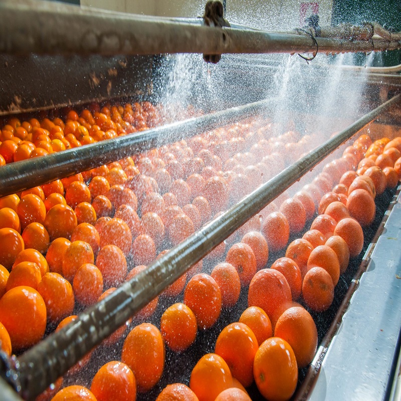 Mandarin being watered
